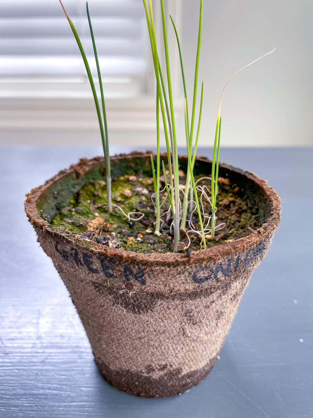 green onion seedlings with scorched tips from hot grow lights