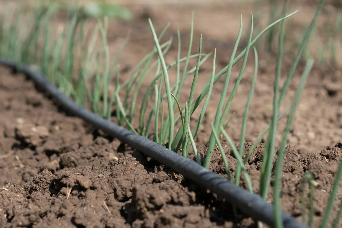 drip irrigation next to green onion seedlings