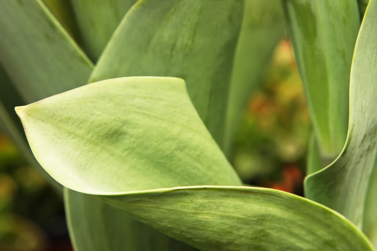 green tulip foliage