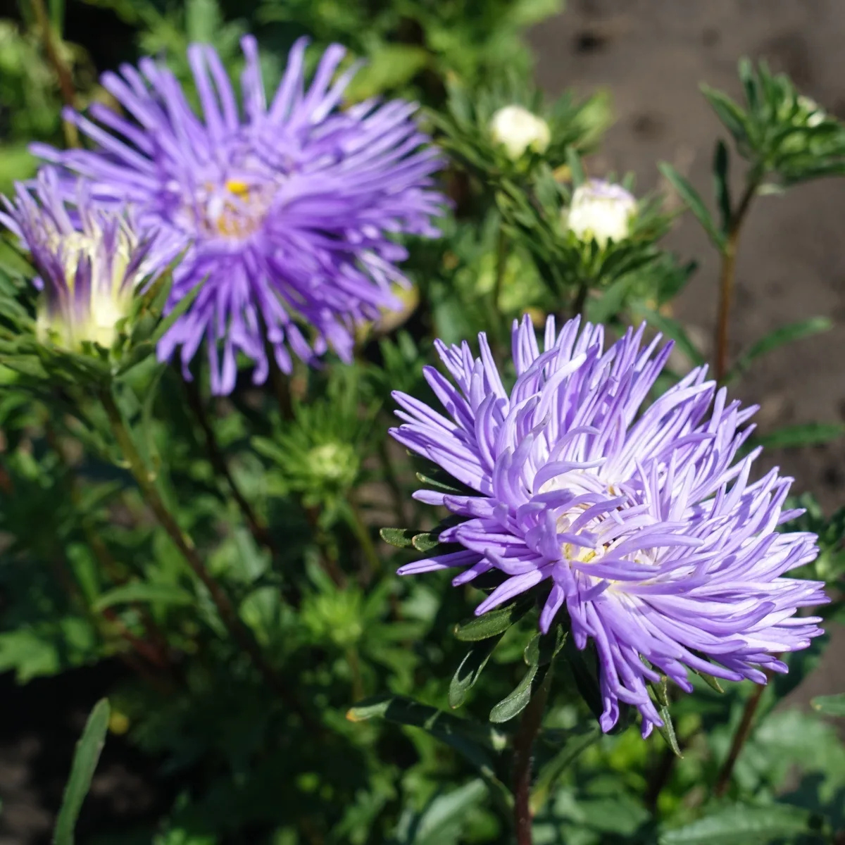 growing asters from seed