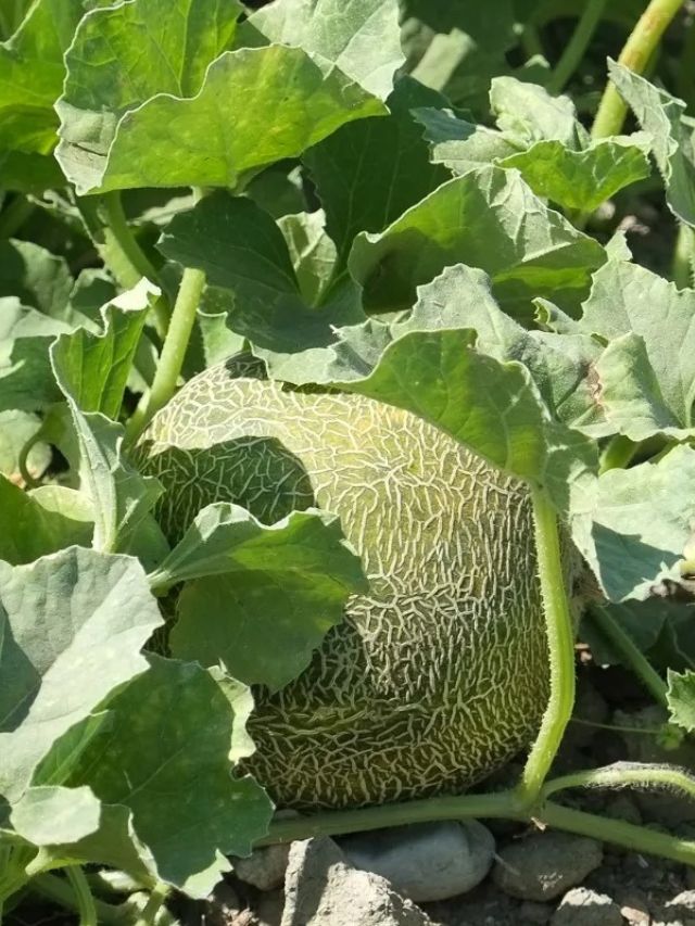 GROWING CANTALOUPE FROM SEED