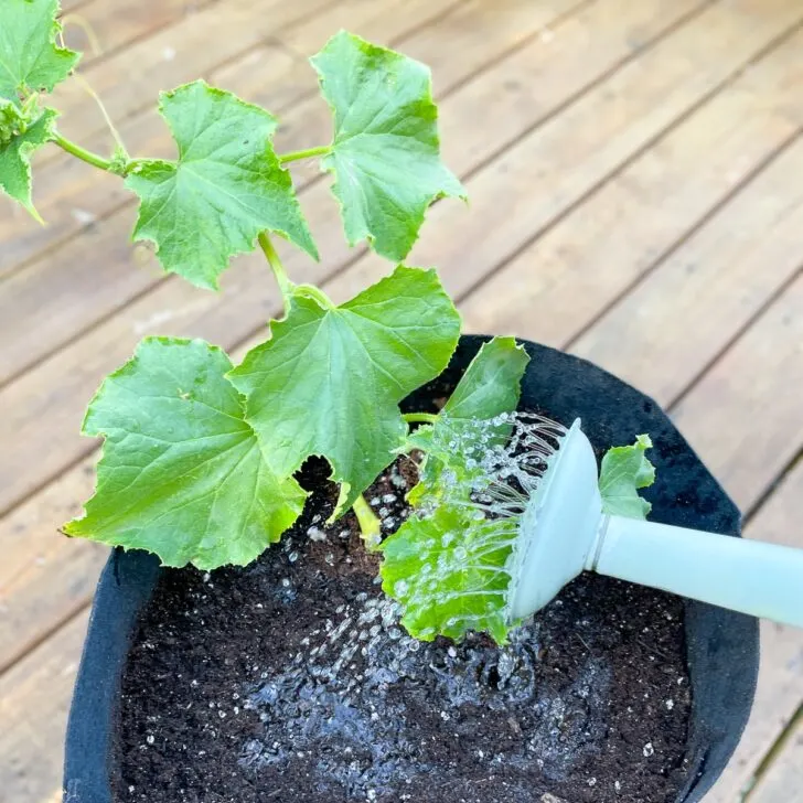 growing cucumbers in grow bags