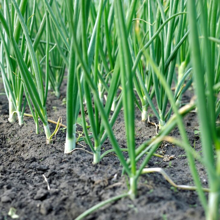 how to grow green onions from seed