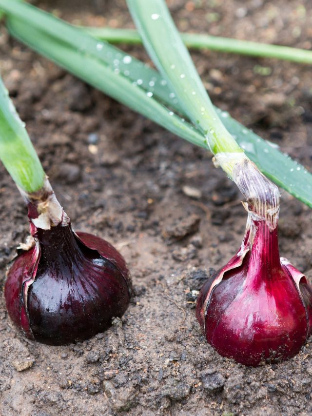 GROWING ONIONS FROM SEED