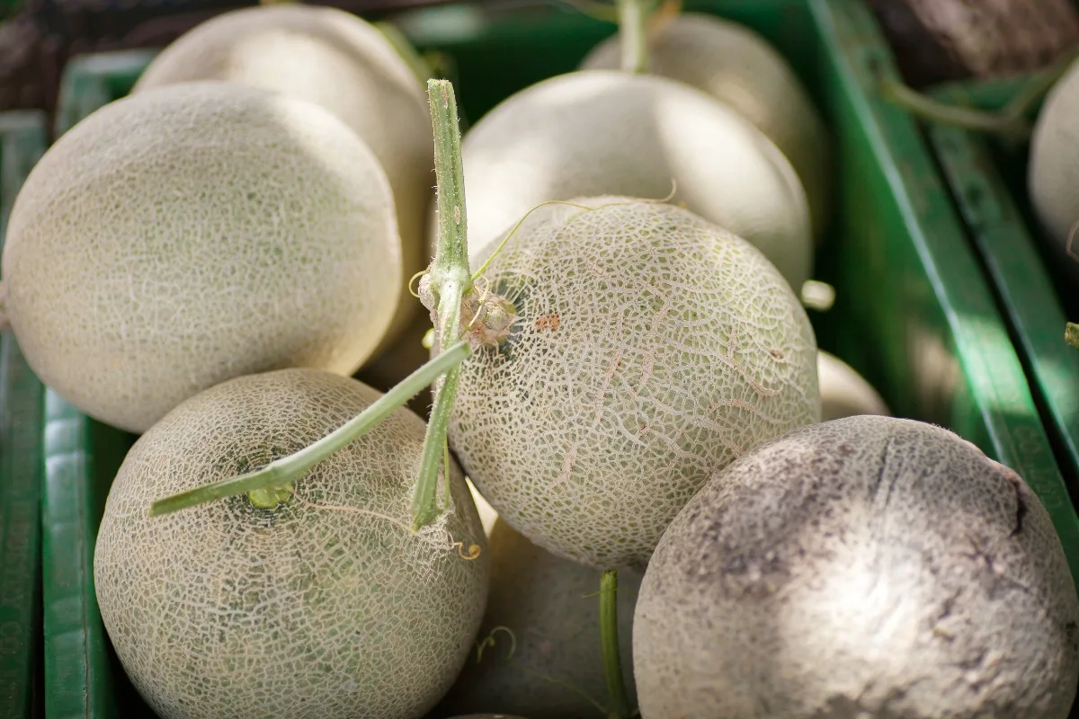 harvested cantaloupe in crate