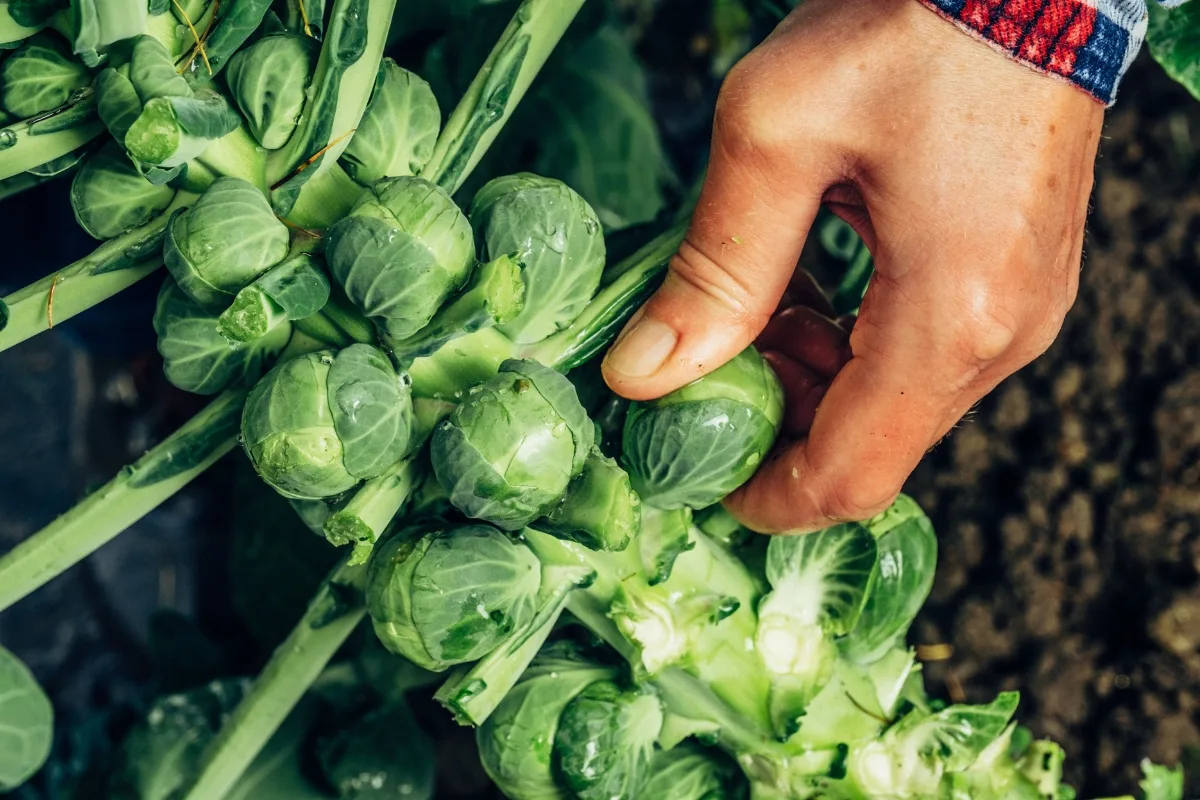 harvesting brussel sprouts