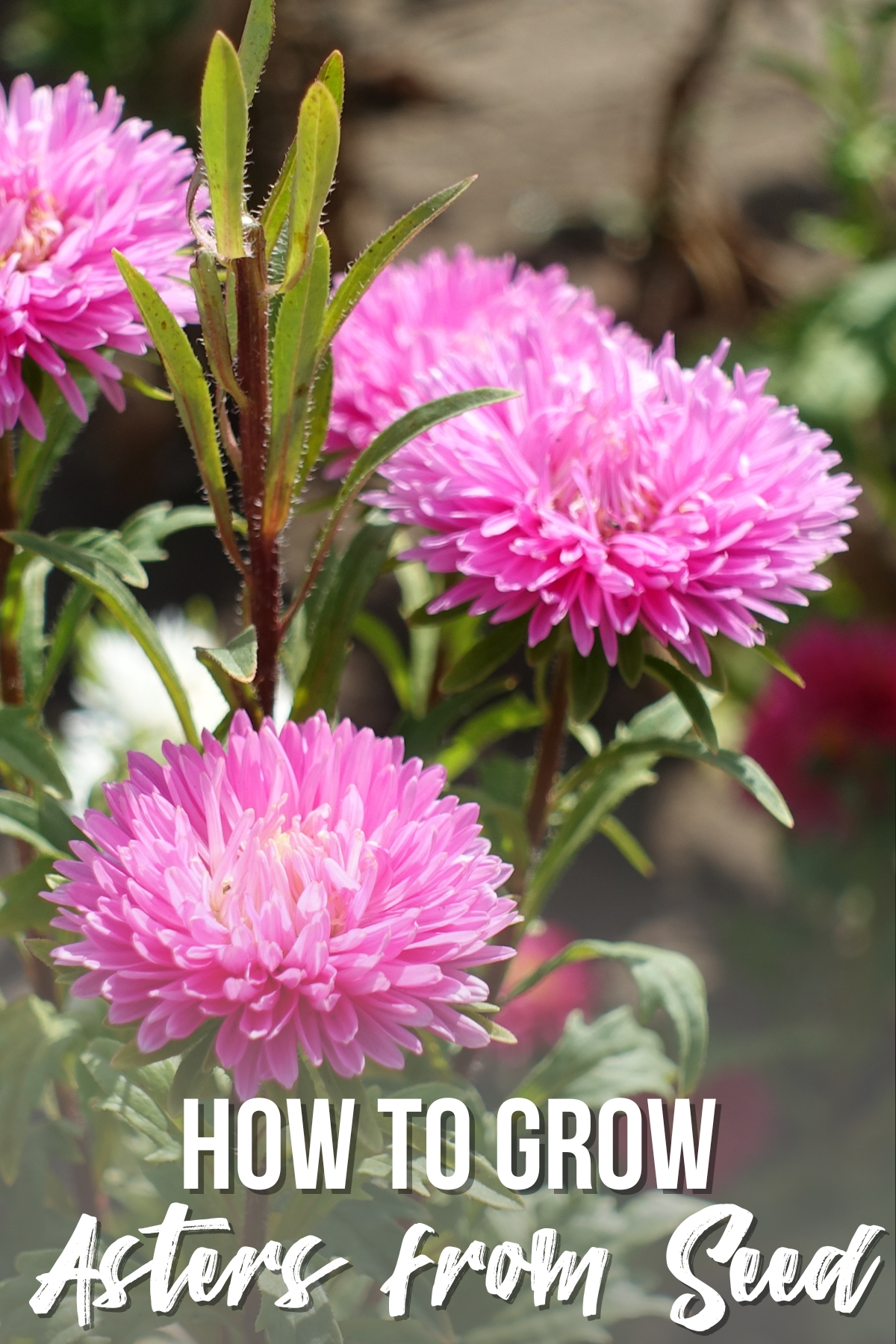 how to grow asters from seed