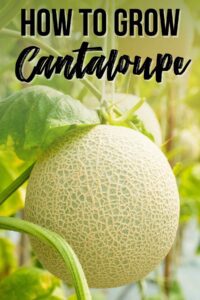 How to Grow Cantaloupe from Seed - growhappierplants.com