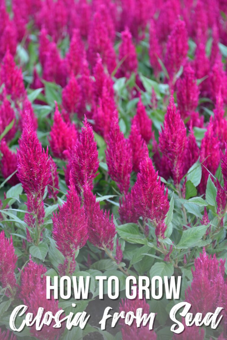 How To Grow Celosia From Seed - Growhappierplants.com