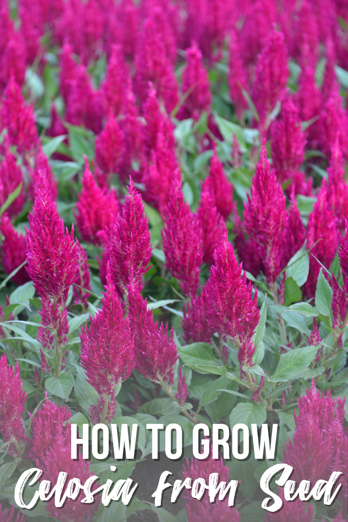how to grow celosia text overlay on a field of pink celosia blooms