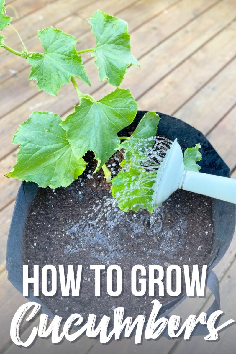 How to Grow Cucumbers in Grow Bags - growhappierplants.com