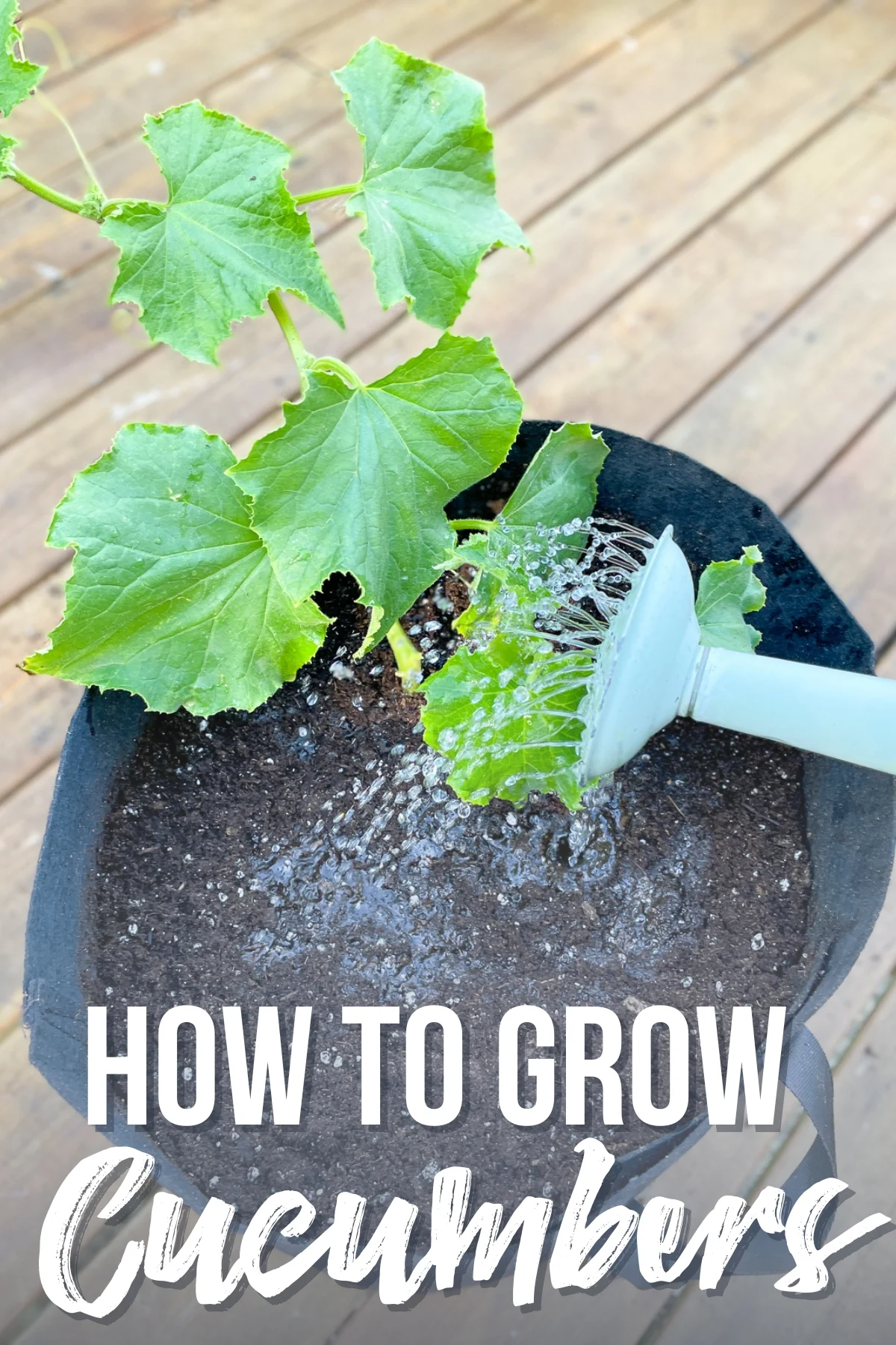 What container plants can grow in a 5-gallon grow bag