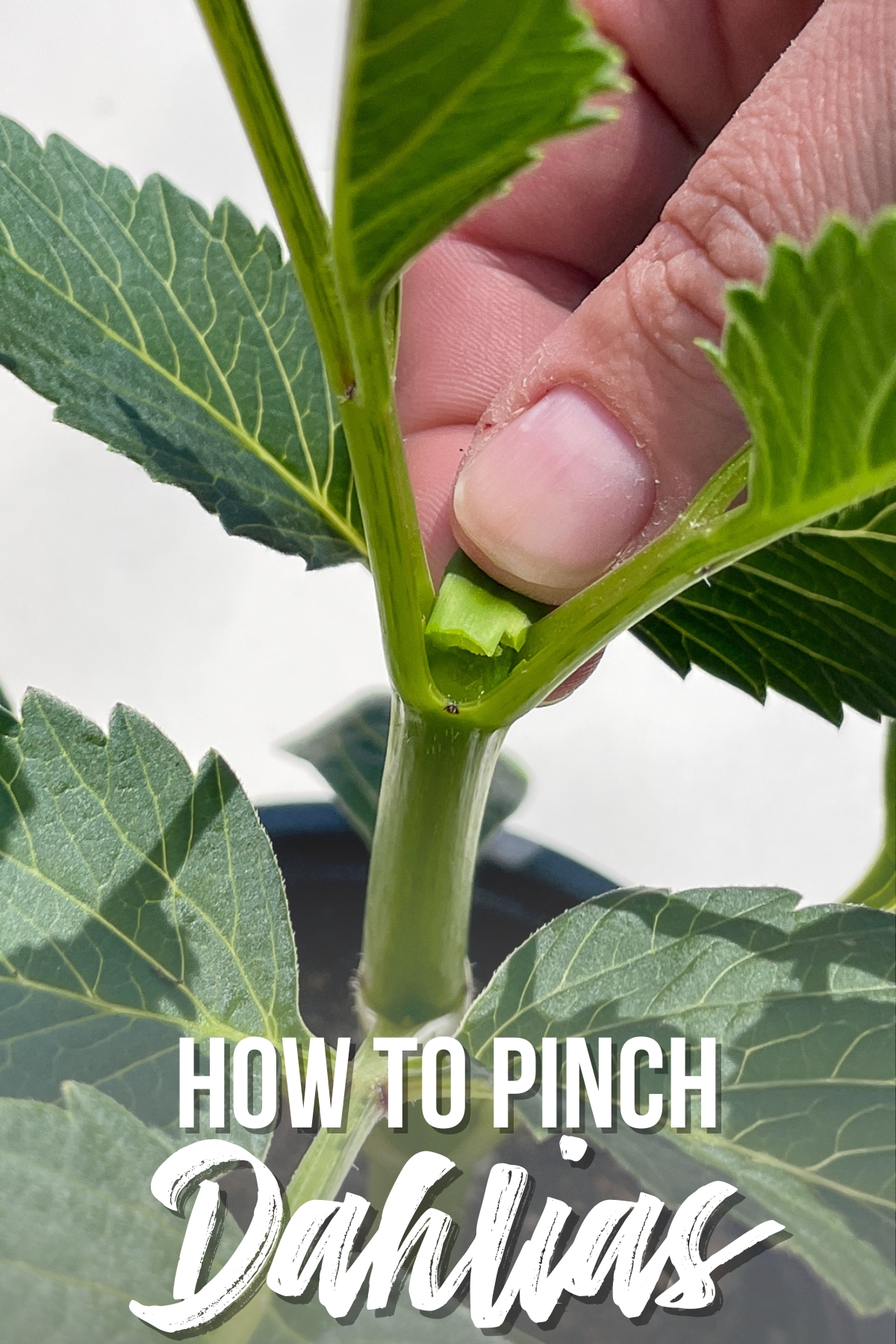 how to pinch dahlias for more blooms