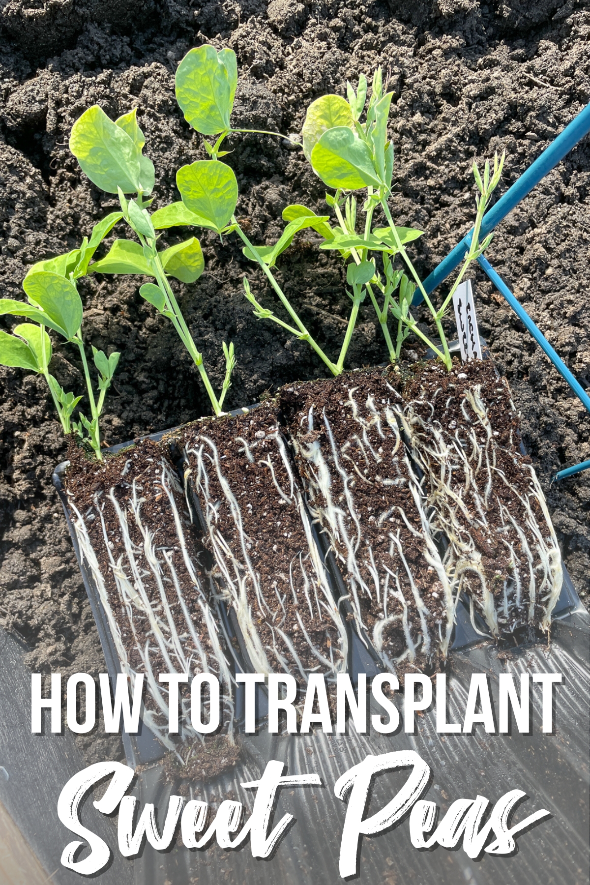 how to transplant sweet peas