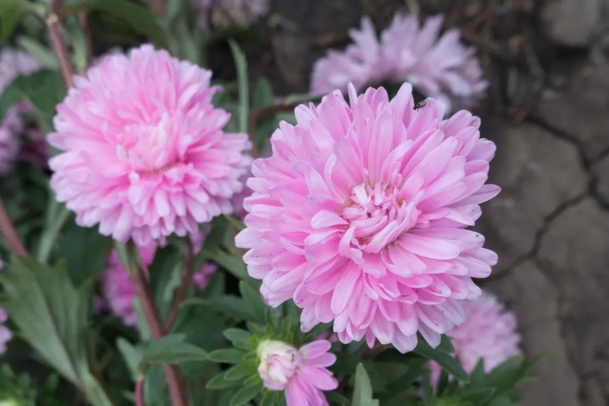 peony china asters