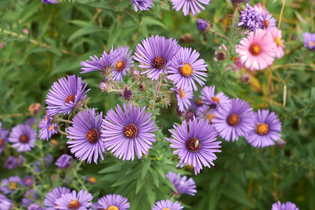 perennial asters