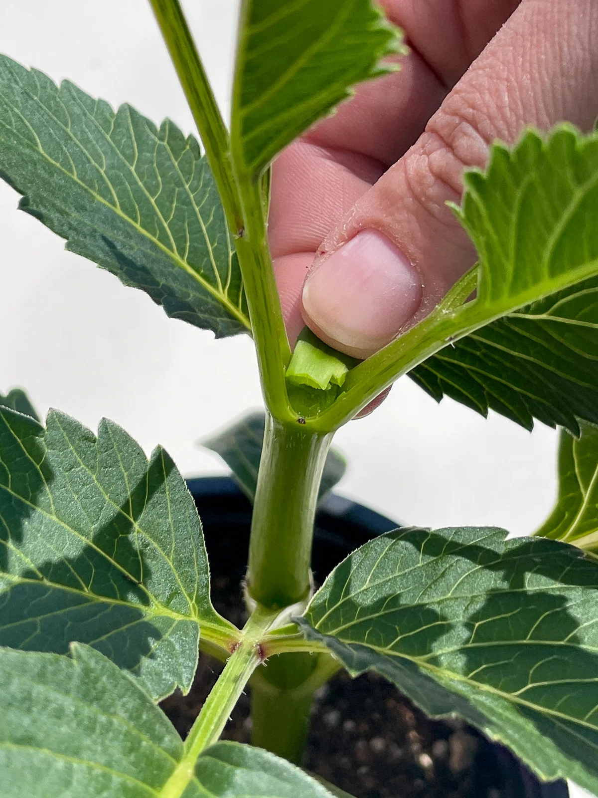 Dahlia stem being pinched for new growth.