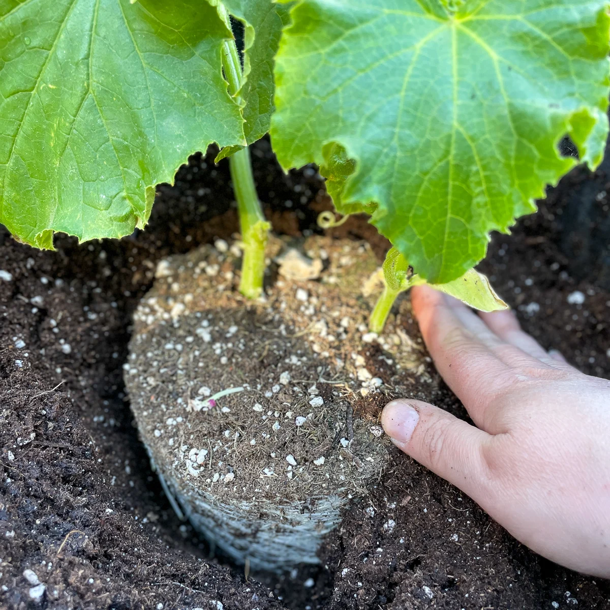 planting a cucumber in a grow bag