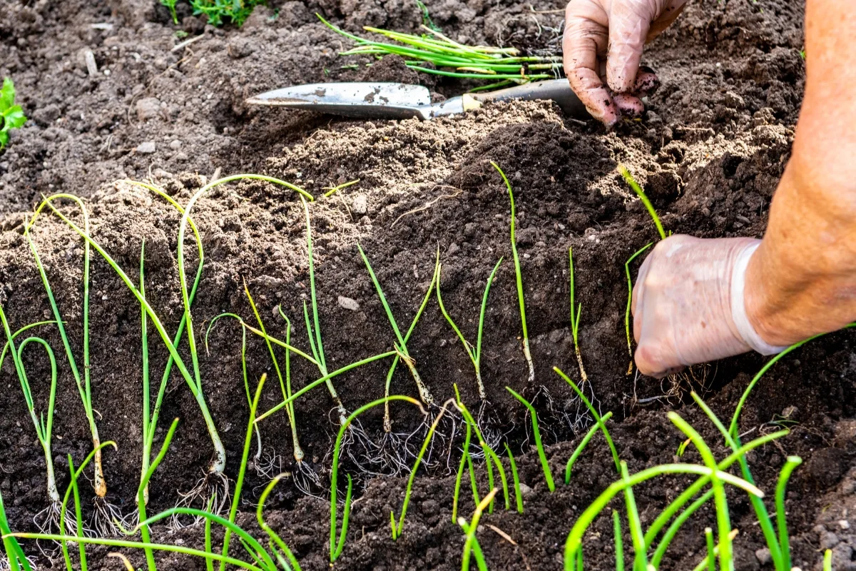 planting green onion seedlings