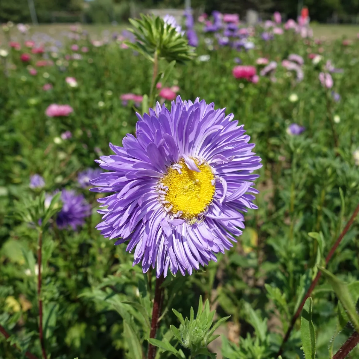 pompom style aster