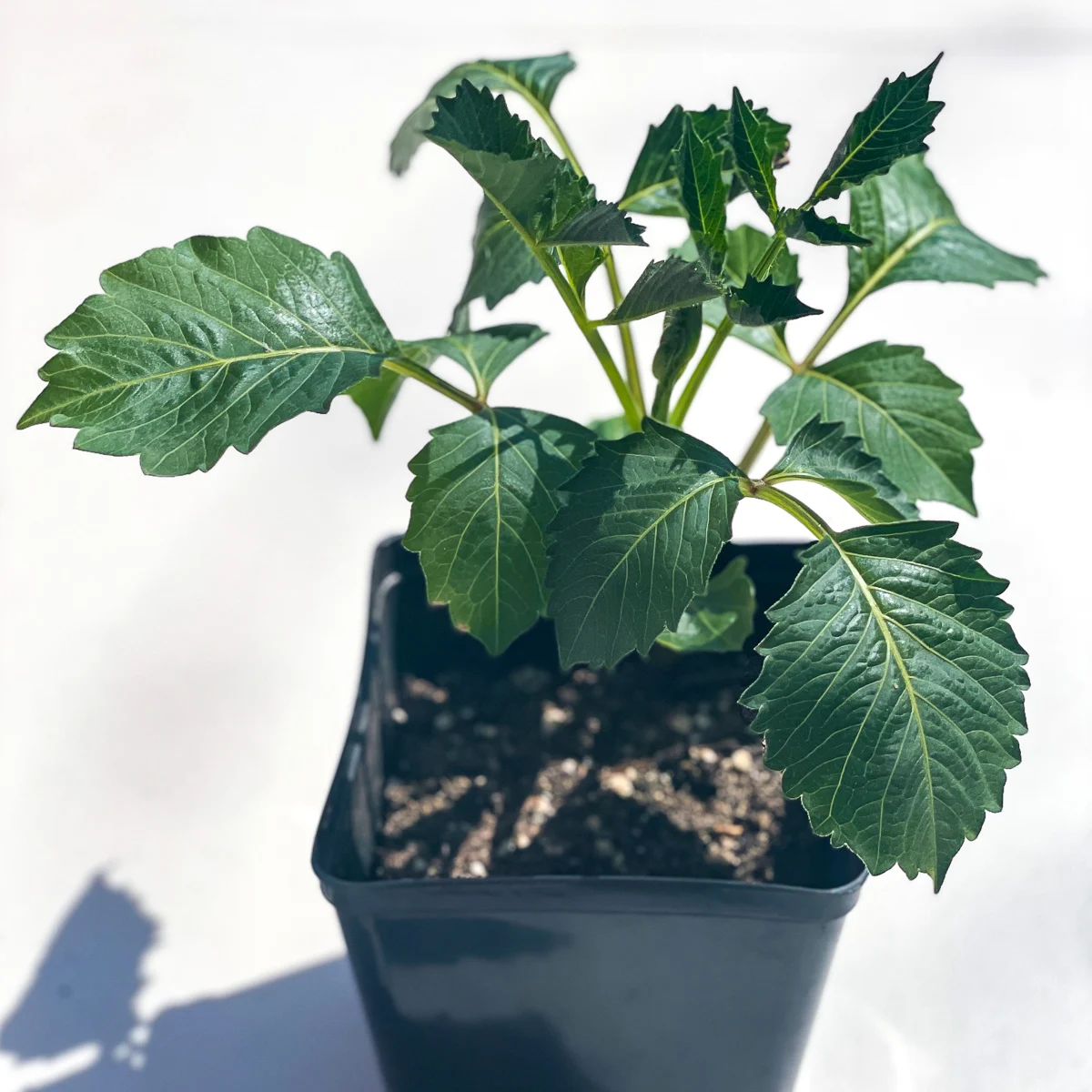 potted dahlia