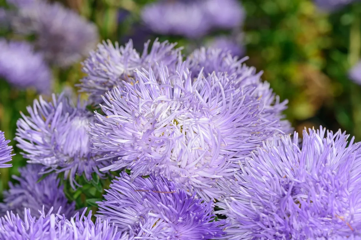 quill china asters