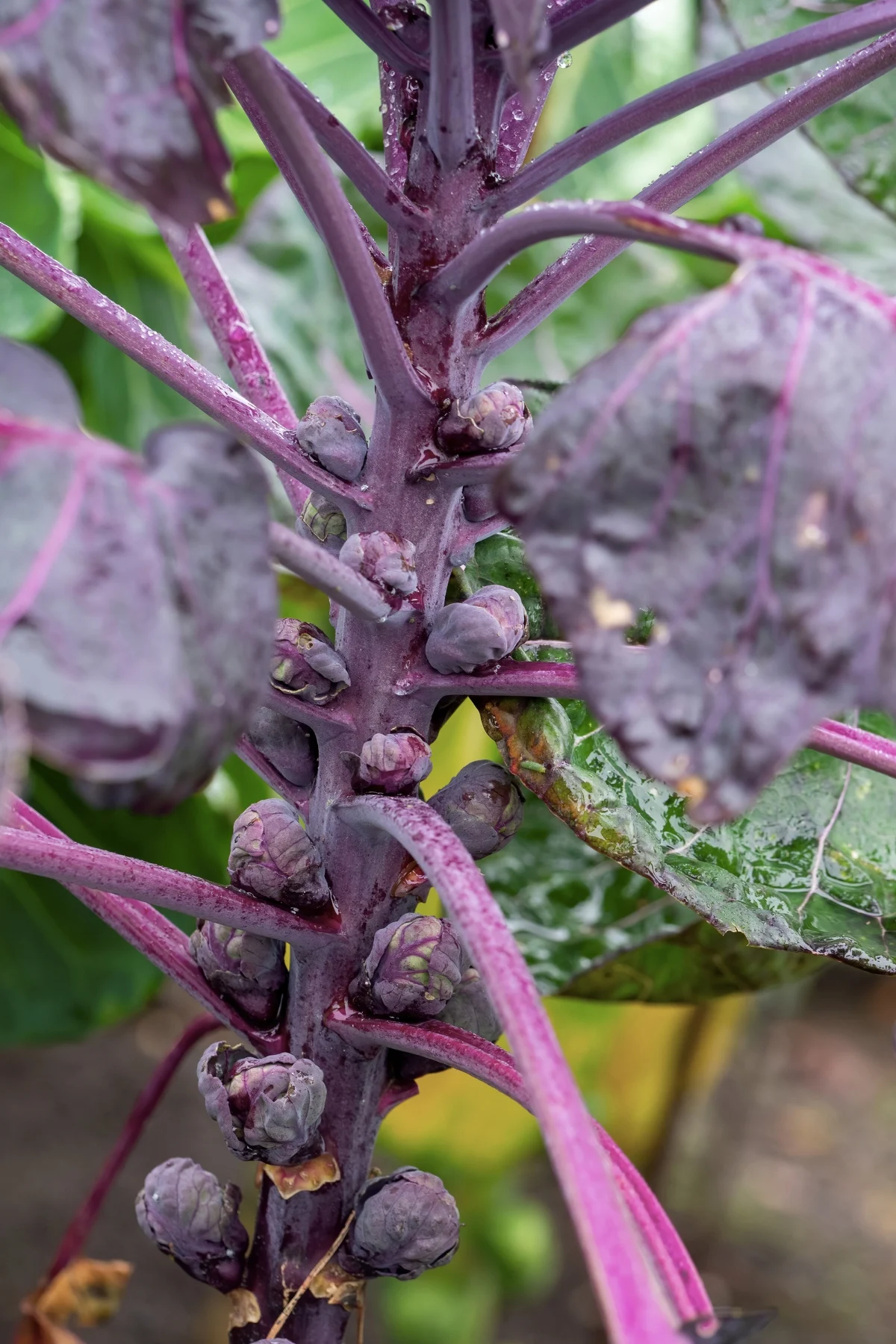 reddish purple brussel sprouts