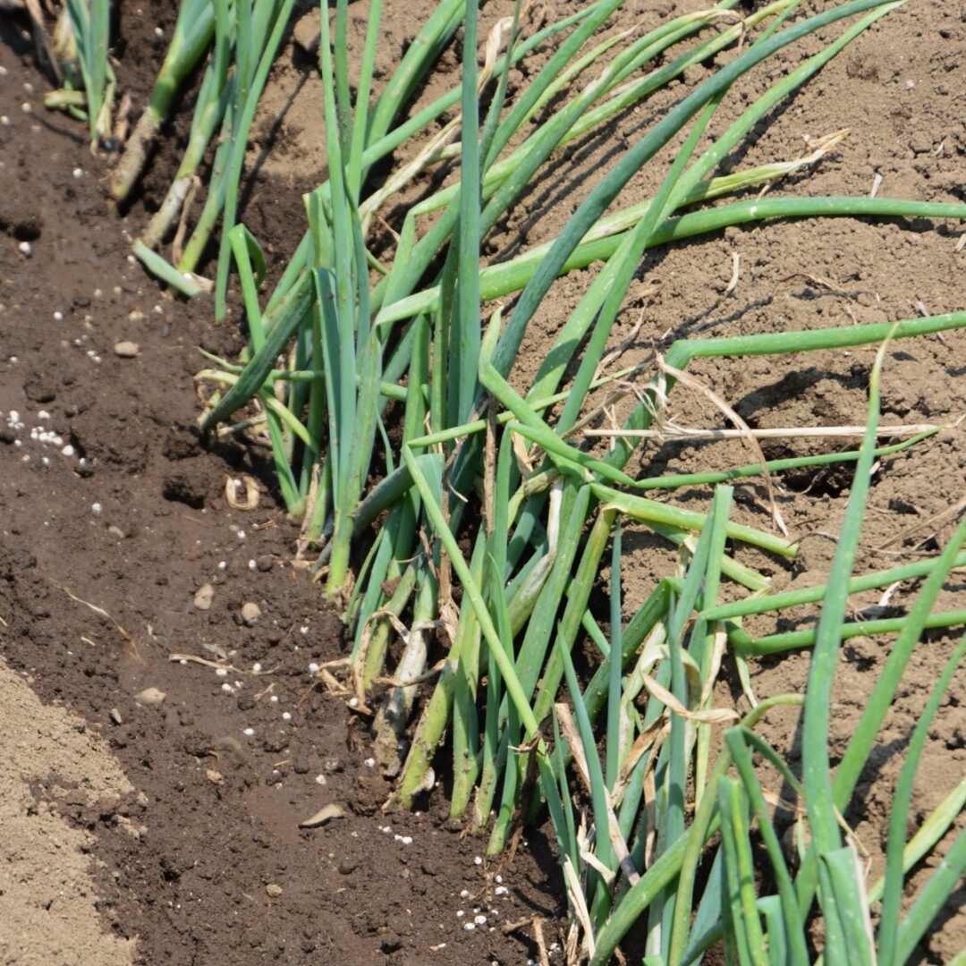How to Grow Green Onions from Seed