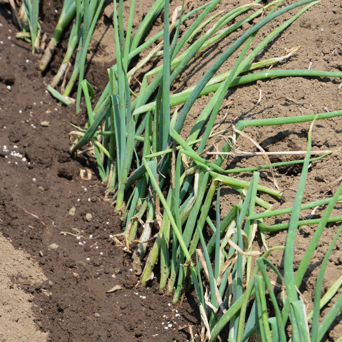 row of green onion plants in the ground