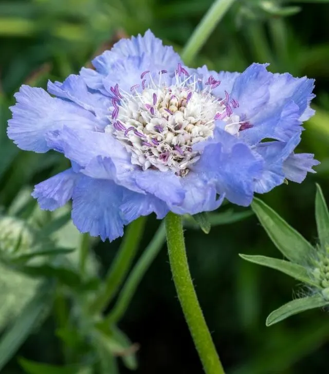 Fama blue scabiosa