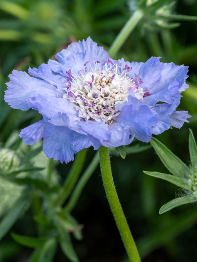 GROWING SCABIOSA FROM SEED
