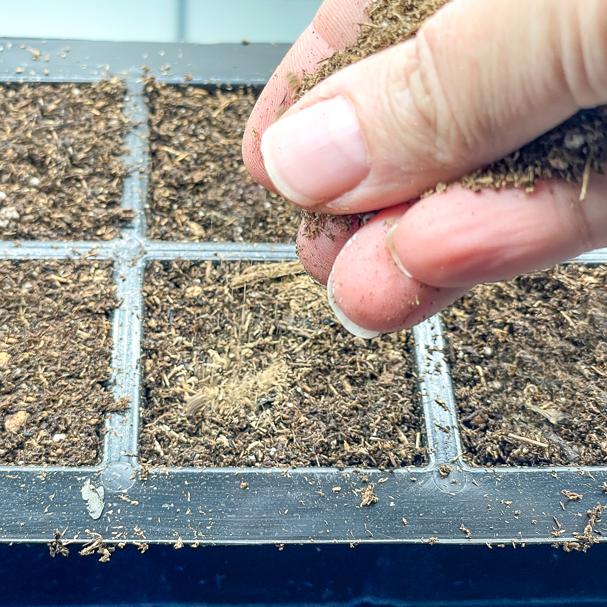 sprinkling soil over aster seeds