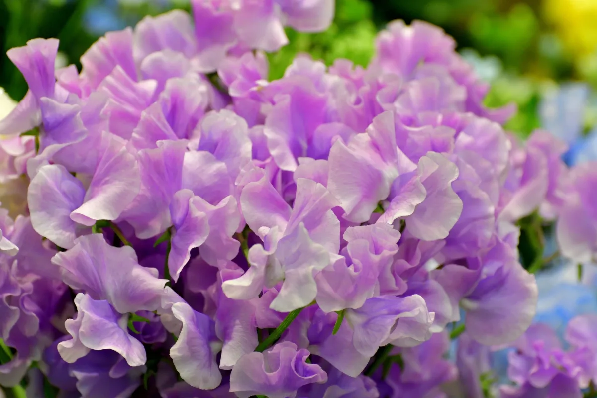 bouquet of purple sweet pea flowers