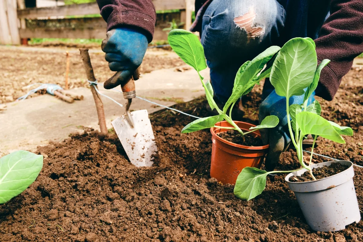 transplanting brussel sprouts into the garden