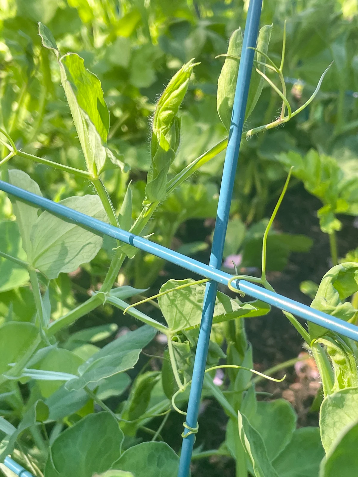 sweet pea tendrils wrapped around trellis