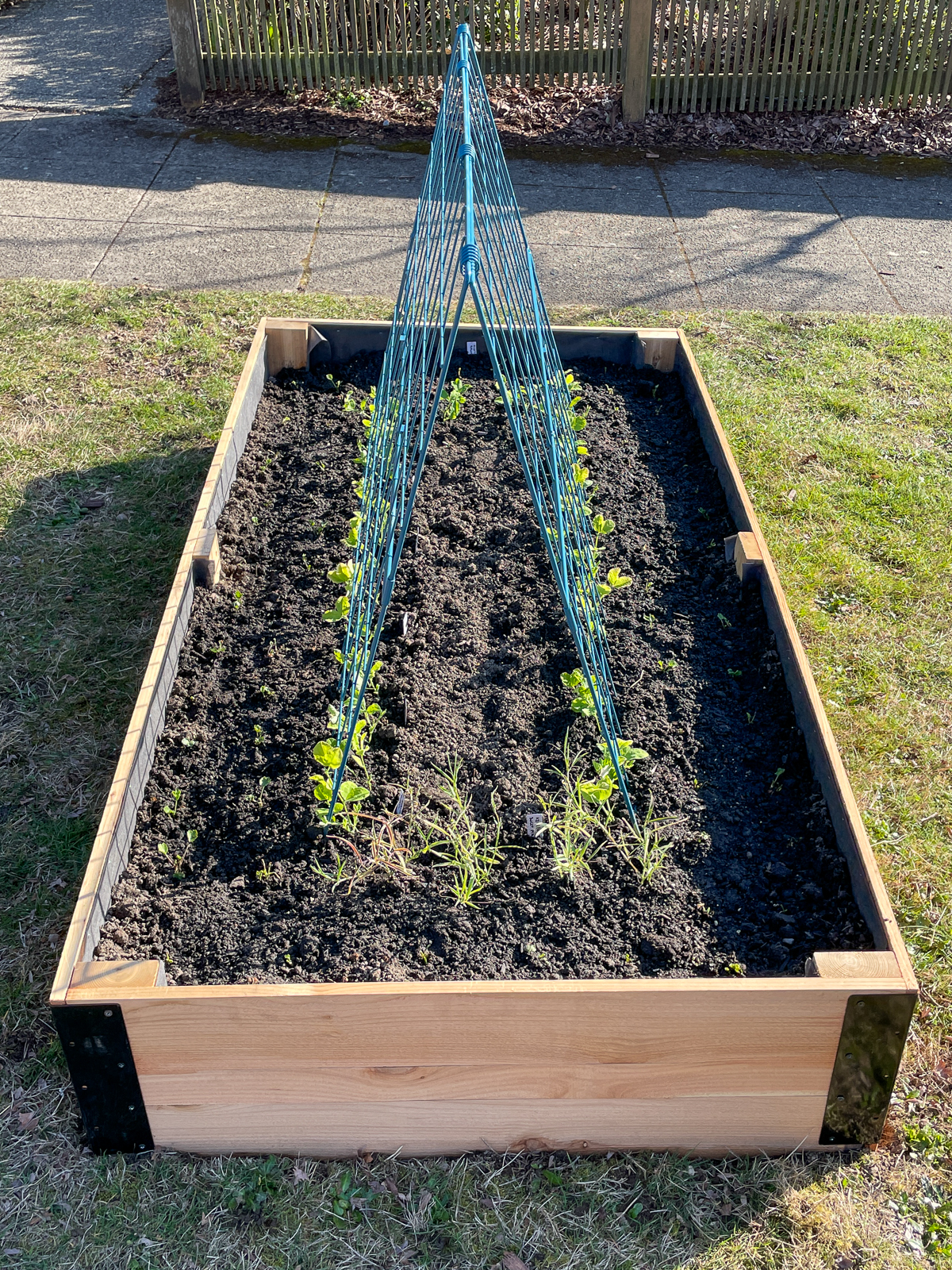 sweet peas planted in raised bed with A frame trellis in the middle