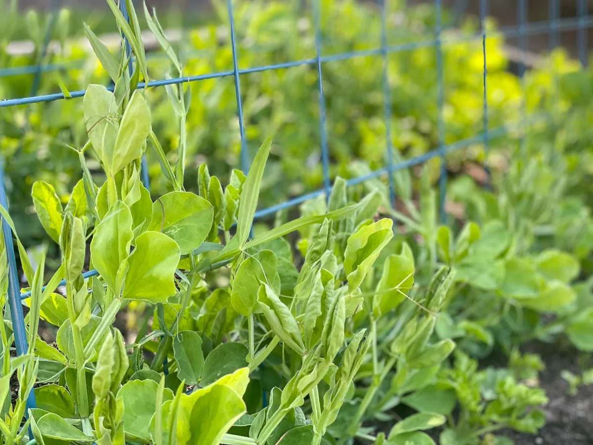 sweet pea seedlings one month after transplanting