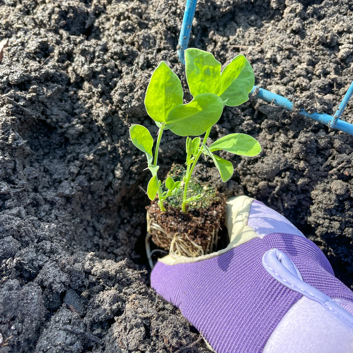 transplanting sweet pea seedling into the ground