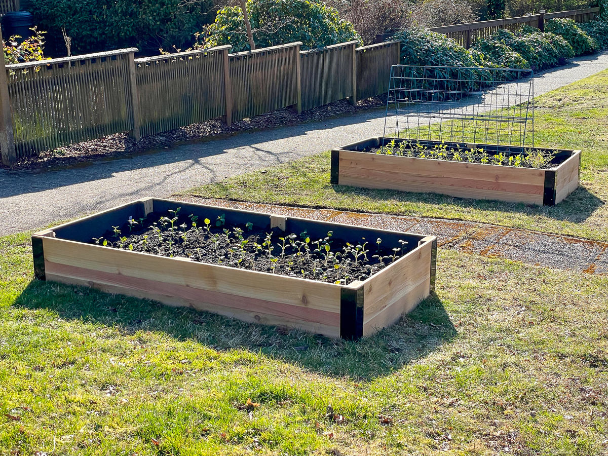sweet peas planted in raised bed with trellis