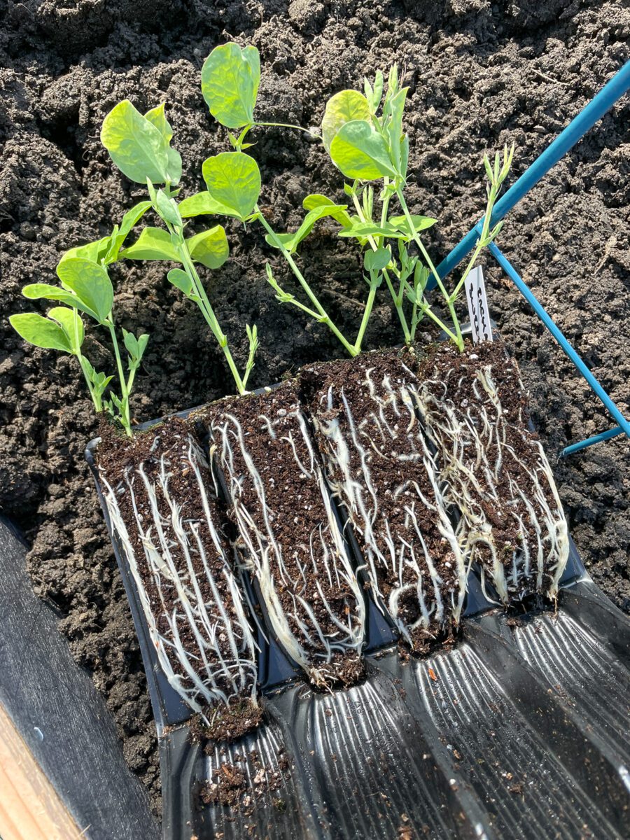 How to Grow Sweet Peas from Seed