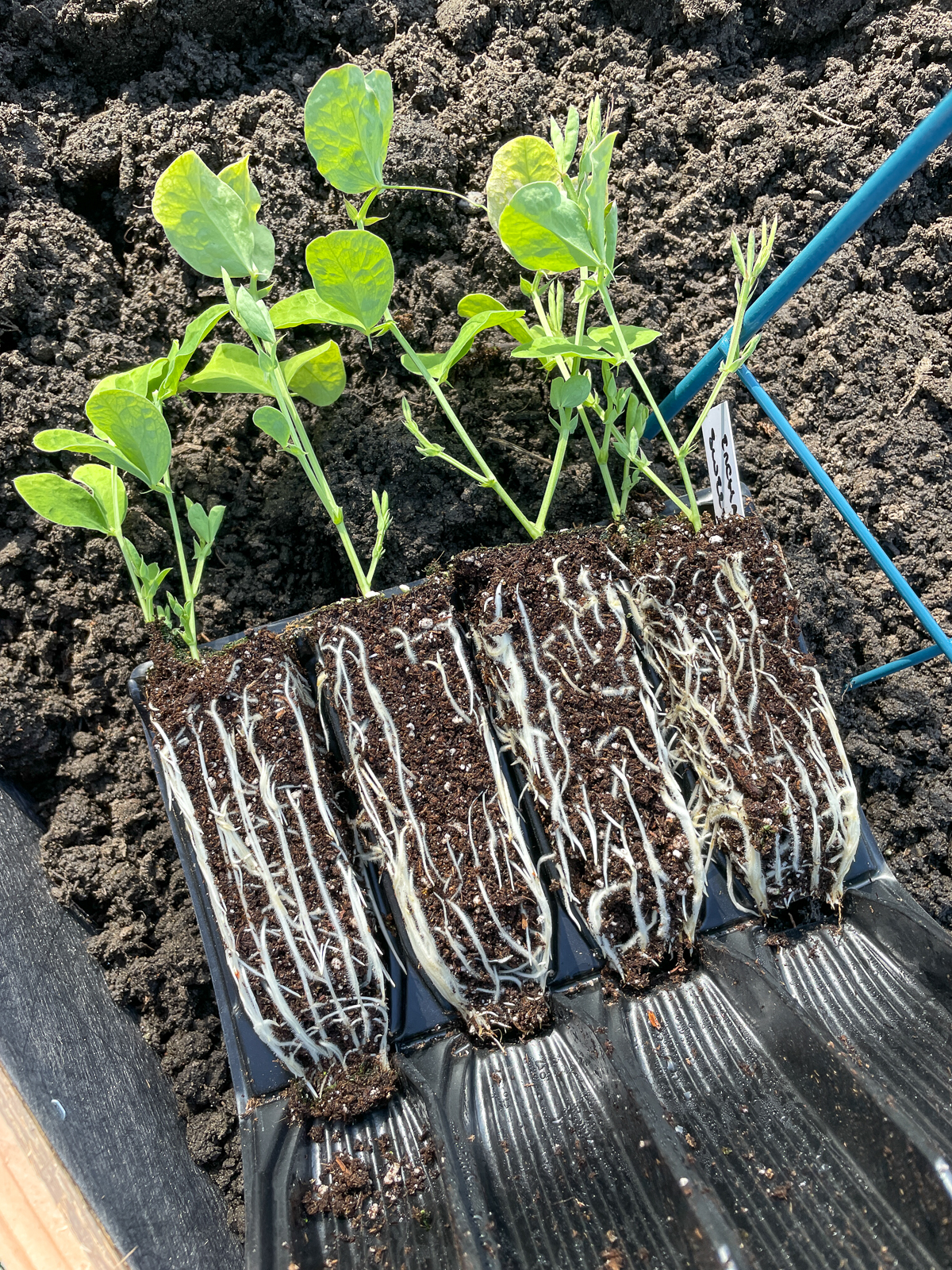 sweet pea seedlings in open root trainer tray