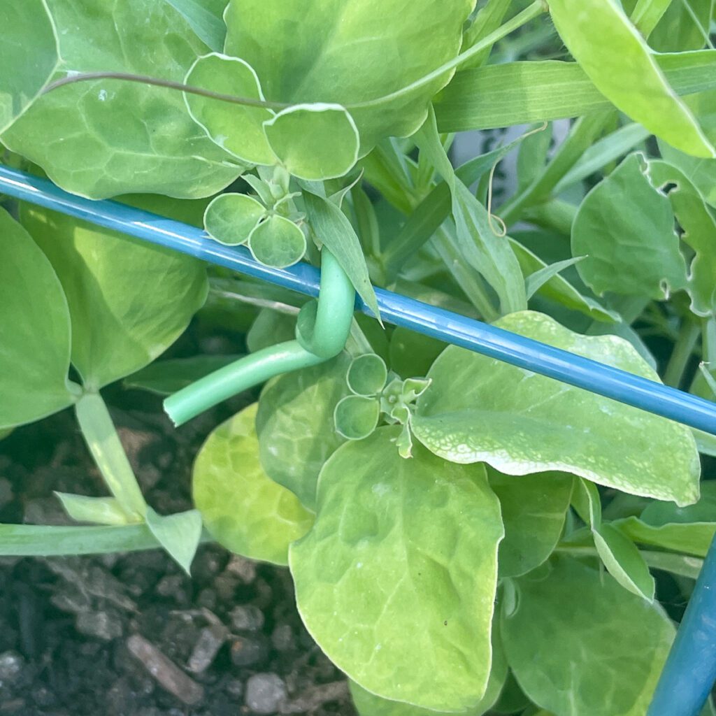 How to Transplant Sweet Peas into the Garden