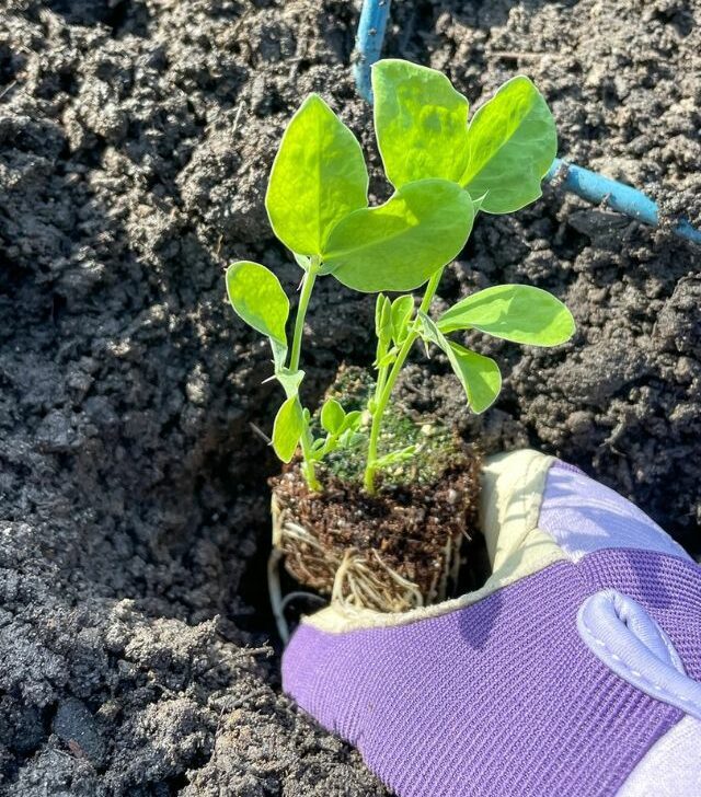 planting sweet pea seedling in the ground