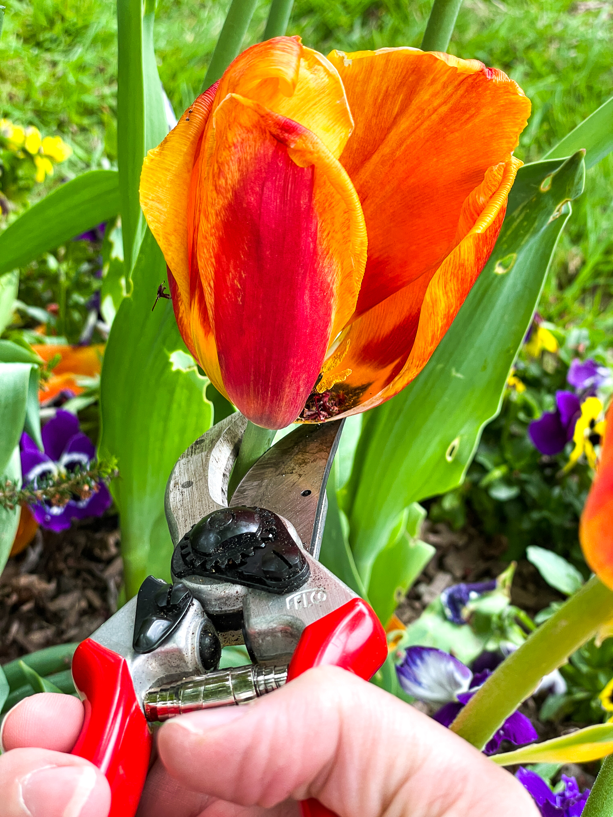 deadheading spent tulip blooms