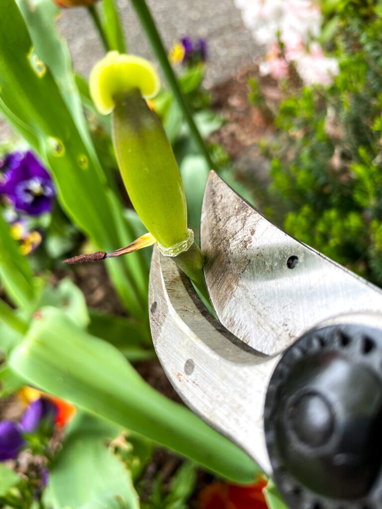 What to do with tulips after blooming