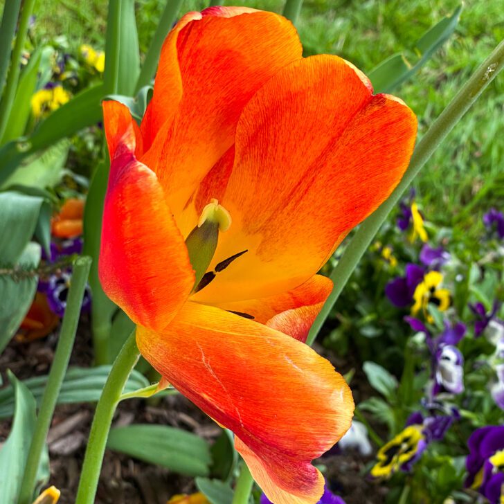 orange tulip bloom past its prime