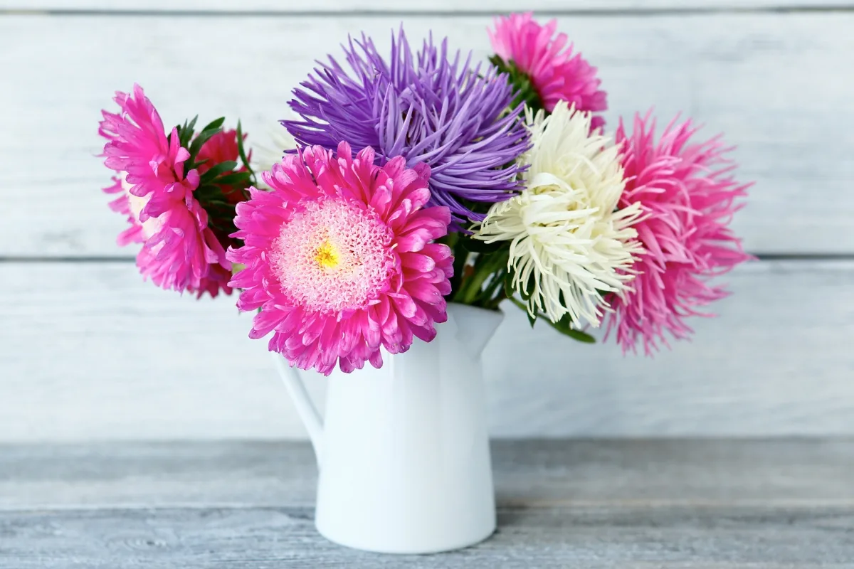 vase full of aster blooms