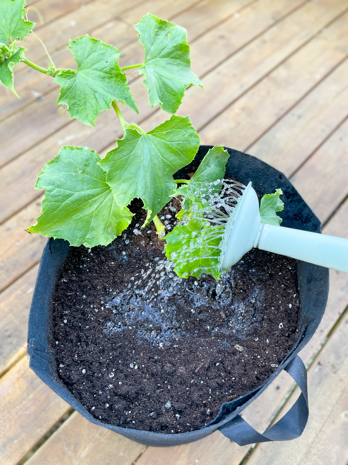 watering a cucumber plant in a grow bag