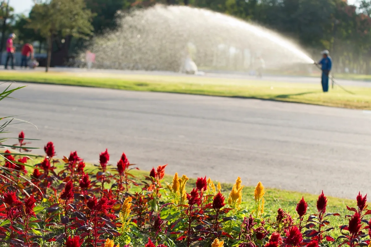 watering a garden with celosia flowers