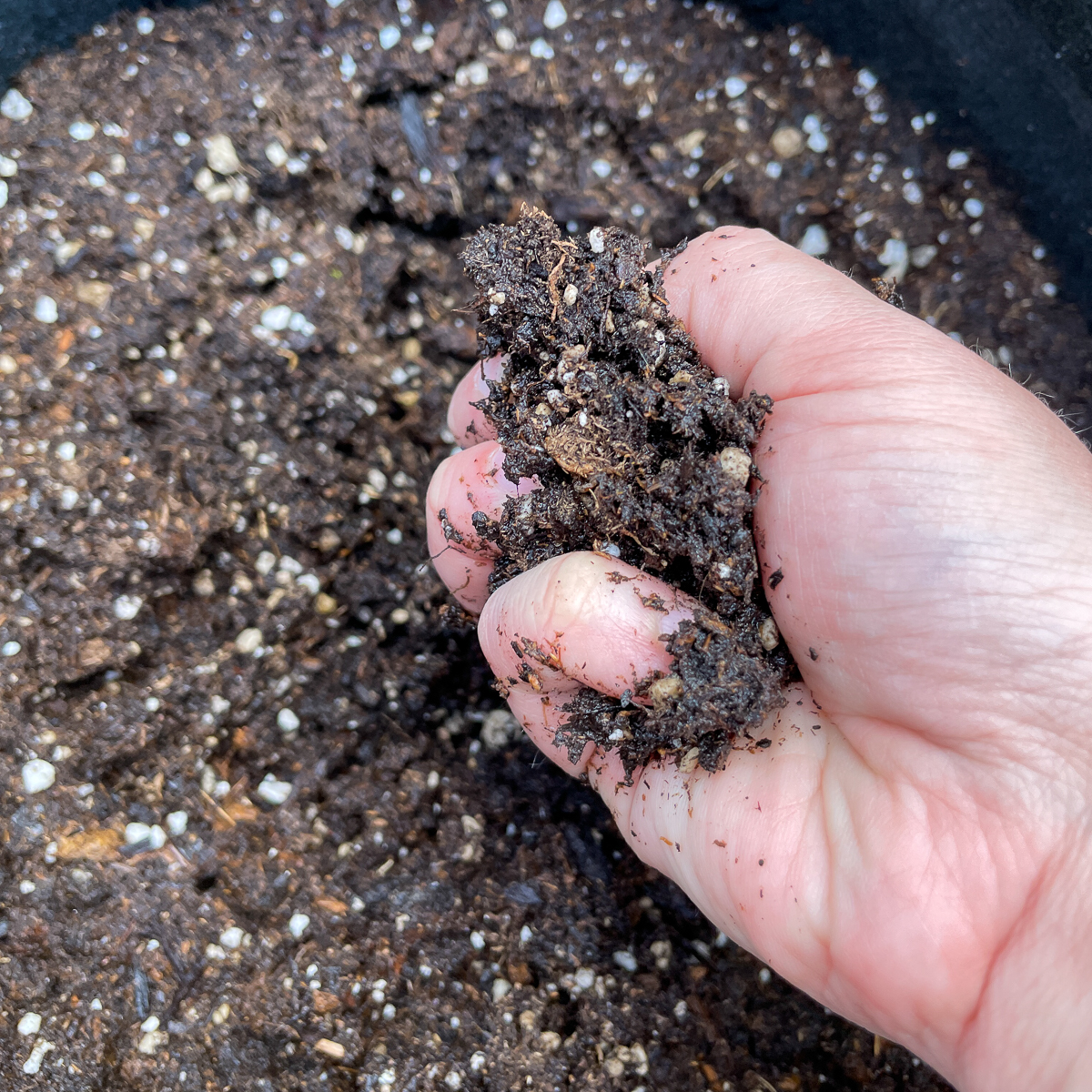 squeezing a handful of moist potting soil to test for drainage